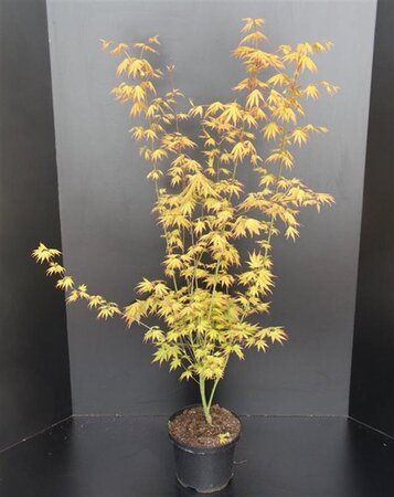 Acer pal. 'Orange Dream' 60-80 cm cont. 5,0L - afbeelding 5