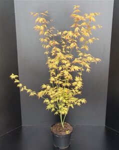 Acer pal. 'Orange Dream' 60-80 cm cont. 5,0L - afbeelding 5
