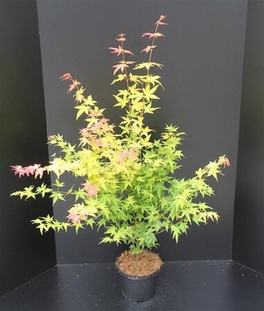 Acer pal. 'Orange Dream' 60-80 cm cont. 5,0L - afbeelding 6
