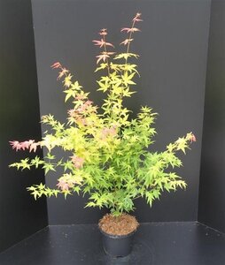 Acer pal. 'Orange Dream' 60-80 cm cont. 5,0L - afbeelding 6