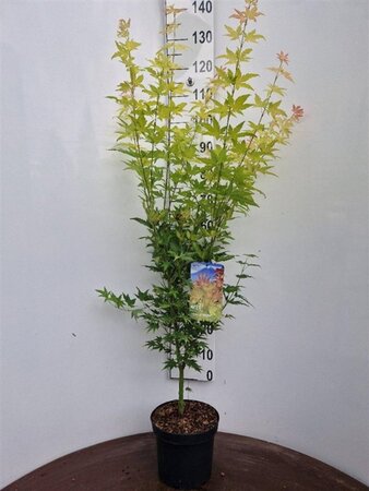 Acer pal. 'Orange Dream' 60-80 cm cont. 5,0L - afbeelding 2