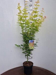 Acer pal. 'Orange Dream' 60-80 cm cont. 5,0L - afbeelding 2