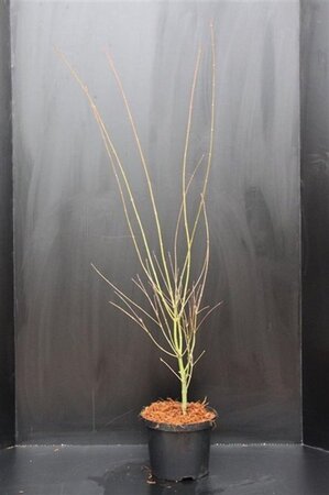 Acer pal. 'Orange Dream' 60-80 cm cont. 5,0L - afbeelding 7