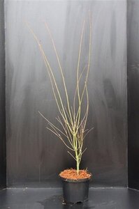 Acer pal. 'Orange Dream' 60-80 cm cont. 5,0L - afbeelding 7