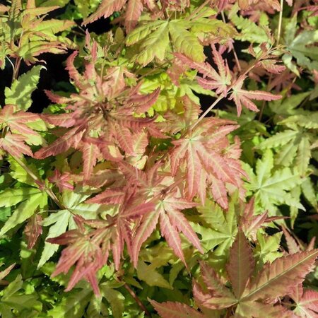 Acer pal. 'Orange Dream' 60-80 cm cont. 5,0L - afbeelding 4