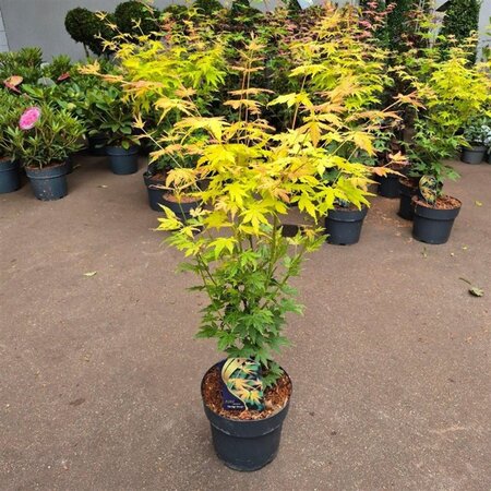 Acer pal. 'Orange Dream' 60-80 cm cont. 5,0L - afbeelding 5