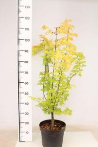 Acer pal. 'Orange Dream' 60-80 cm cont. 5,0L