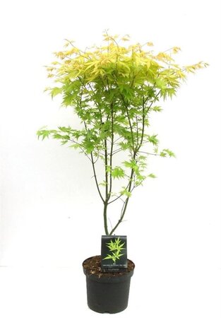Acer pal. 'Orange Dream' 80-100 cm cont. 7,5L - afbeelding 2