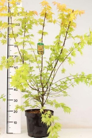 Acer pal. 'Orange Dream' 80-100 cm cont. 7,5L - afbeelding 1