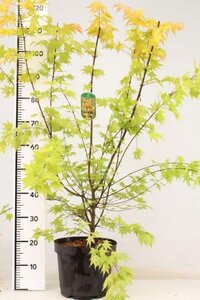 Acer pal. 'Orange Dream' 80-100 cm cont. 7,5L