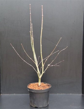 Acer pal. 'Osakazuki' 60-80 cm met kluit