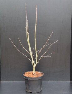 Acer pal. 'Osakazuki' 60-80 cm met kluit