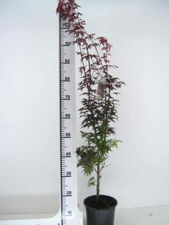 Acer pal. 'Pixie' 50-60 cm cont. 5,0L - afbeelding 1