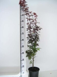 Acer pal. 'Pixie' 50-60 cm cont. 5,0L