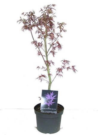 Acer pal. 'Pixie' 50-60 cm cont. 5,0L - afbeelding 3