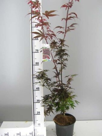 Acer pal. 'Pixie' 50-60 cm cont. 5,0L - afbeelding 2