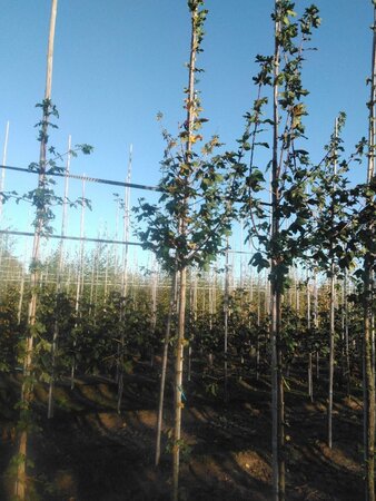 Acer campestre 6-8 Hoogstam wortelgoed - afbeelding 4