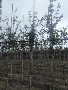 Acer campestre 6-8 Hoogstam wortelgoed - afbeelding 3