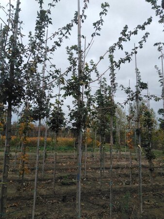 Acer campestre 6-8 Hoogstam wortelgoed - afbeelding 5