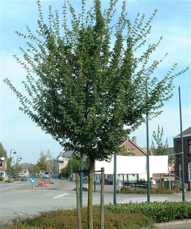 Acer campestre 8-10 Hoogstam wortelgoed - afbeelding 2