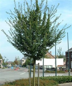 Acer campestre 8-10 Hoogstam wortelgoed - afbeelding 2