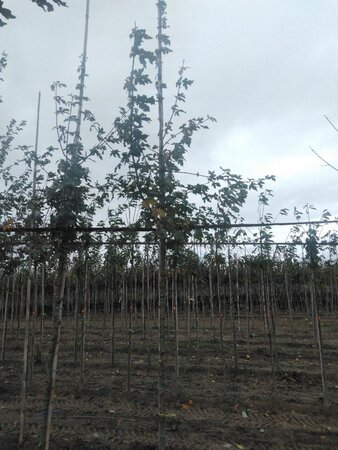Acer campestre 8-10 Hoogstam wortelgoed - afbeelding 5