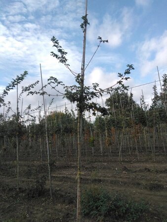 Acer campestre 8-10 STA4 BR - image 1