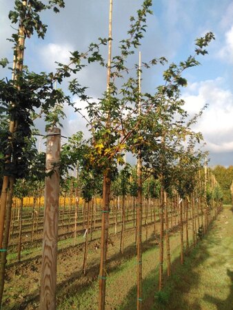 Acer campestre 8-10 STA4 BR - image 4
