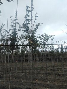 Acer campestre 8-10 STA4 BR - image 5