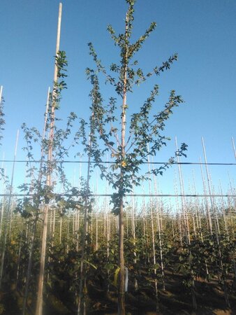 Acer campestre 8-10 STA4 BR - image 3