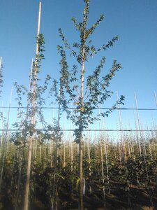 Acer campestre 8-10 STA4 BR - image 3