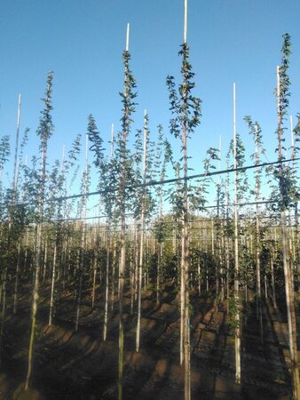 Acer campestre 'Huibers Elegant' 6-8 Hoogstam wortelgoed - afbeelding 2