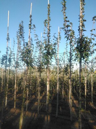 Acer campestre 'Huibers Elegant' 8-10 Hoogstam wortelgoed - afbeelding 3