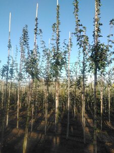 Acer campestre 'Huibers Elegant' 8-10 Hoogstam wortelgoed - afbeelding 3