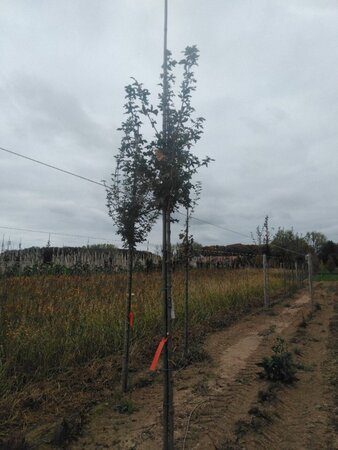 Acer campestre 'Huibers Elegant' 8-10 Hoogstam wortelgoed - afbeelding 2
