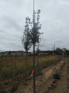 Acer campestre 'Huibers Elegant' 8-10 Hoogstam wortelgoed - afbeelding 2