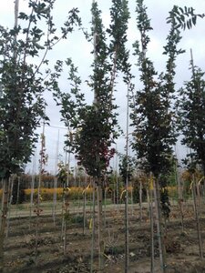 Acer campestre 'Huibers Elegant' 8-10 STA4 BR