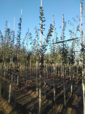 Acer campestre 'Queen Elizabeth' 6-8 Hoogstam wortelgoed - afbeelding 5