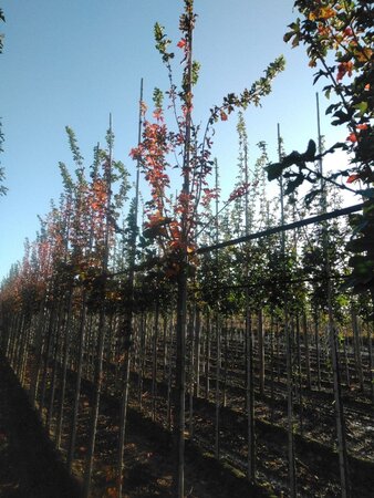 Acer campestre 'William Caldwell' 10-12 Hoogstam wortelgoed - afbeelding 7