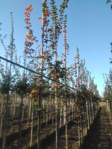 Acer campestre 'William Caldwell' 6-8 Hoogstam wortelgoed - afbeelding 7