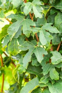 Acer campestre 'William Caldwell' 6-8 STA BR