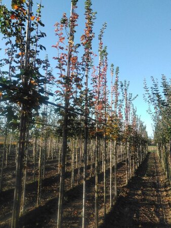 Acer campestre 'William Caldwell' 8-10 Hoogstam wortelgoed - afbeelding 7