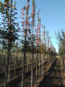 Acer campestre 'William Caldwell' 8-10 Hoogstam wortelgoed - afbeelding 7