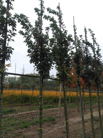 Acer campestre 'William Caldwell' 8-10 STA4 BR - image 6