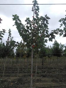 Acer freemanii 'Celzam' = 'Celebration' 10-12 Hoogstam wortelgoed