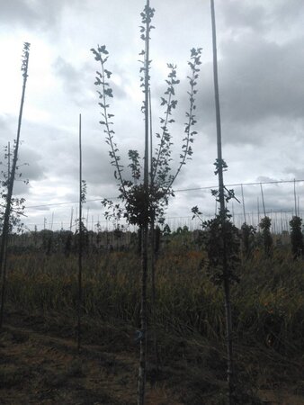 Acer monspessulanum 6-8 Hoogstam wortelgoed - afbeelding 3