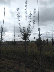 Acer monspessulanum 6-8 Hoogstam wortelgoed - afbeelding 3