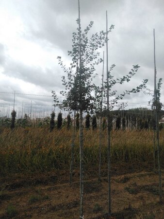 Acer monspessulanum 8-10 Hoogstam wortelgoed - afbeelding 3