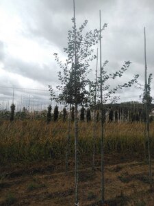 Acer monspessulanum 8-10 Hoogstam wortelgoed - afbeelding 3