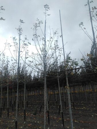 Acer negundo 'Flamingo' 10-12 Hoogstam wortelgoed - afbeelding 5